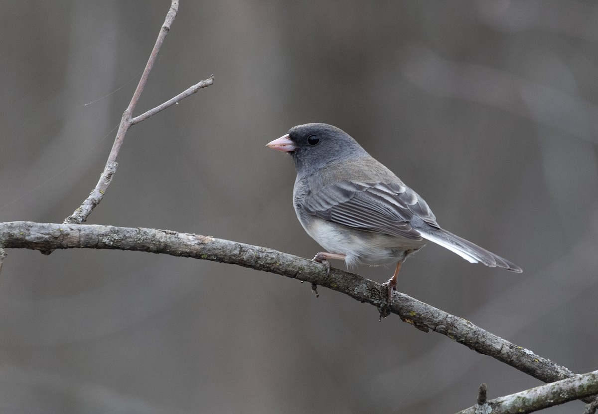 Dark-eyed Junco - Suzanne Labbé