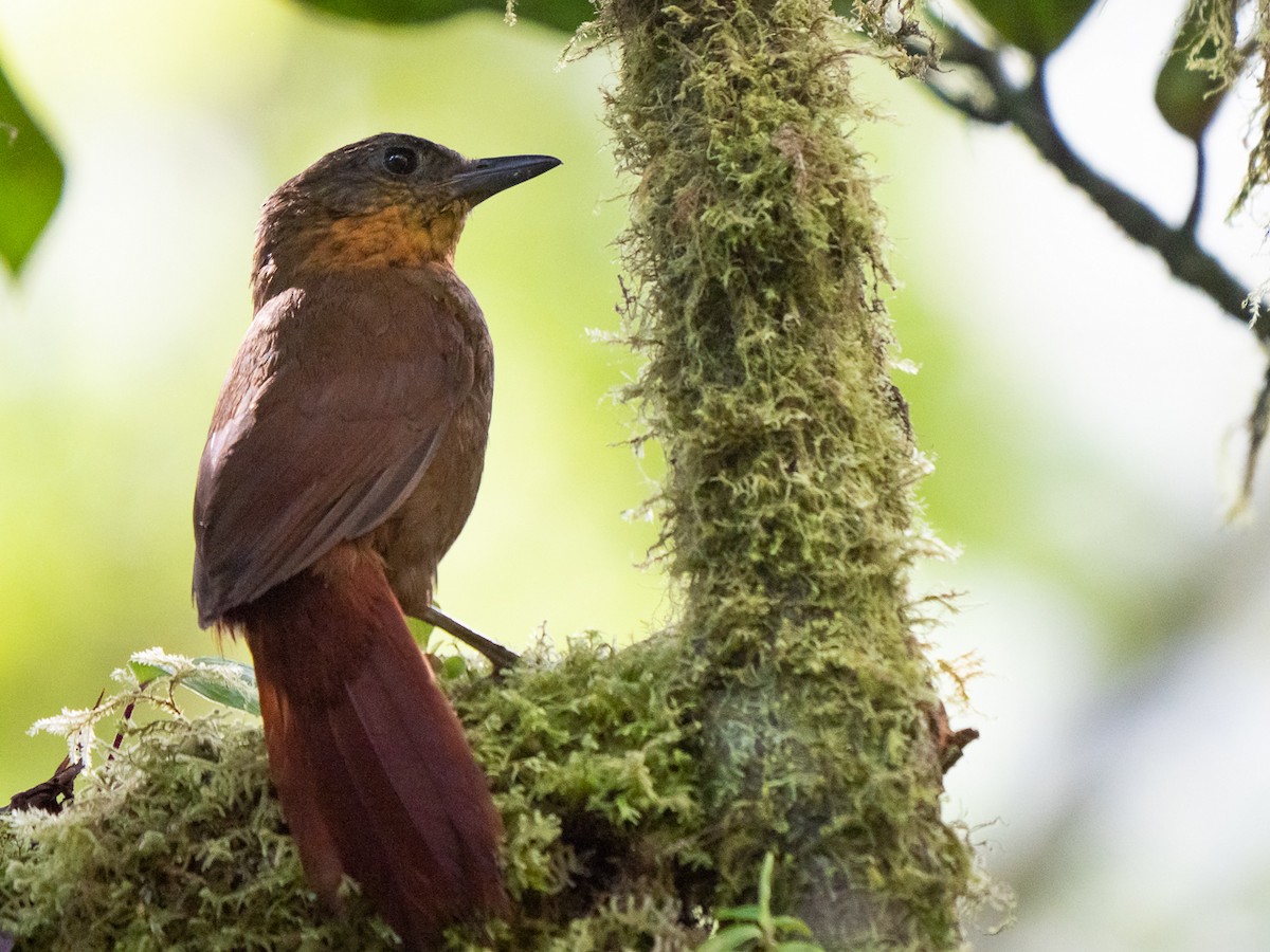 Streak-breasted Treehunter - ML227573541