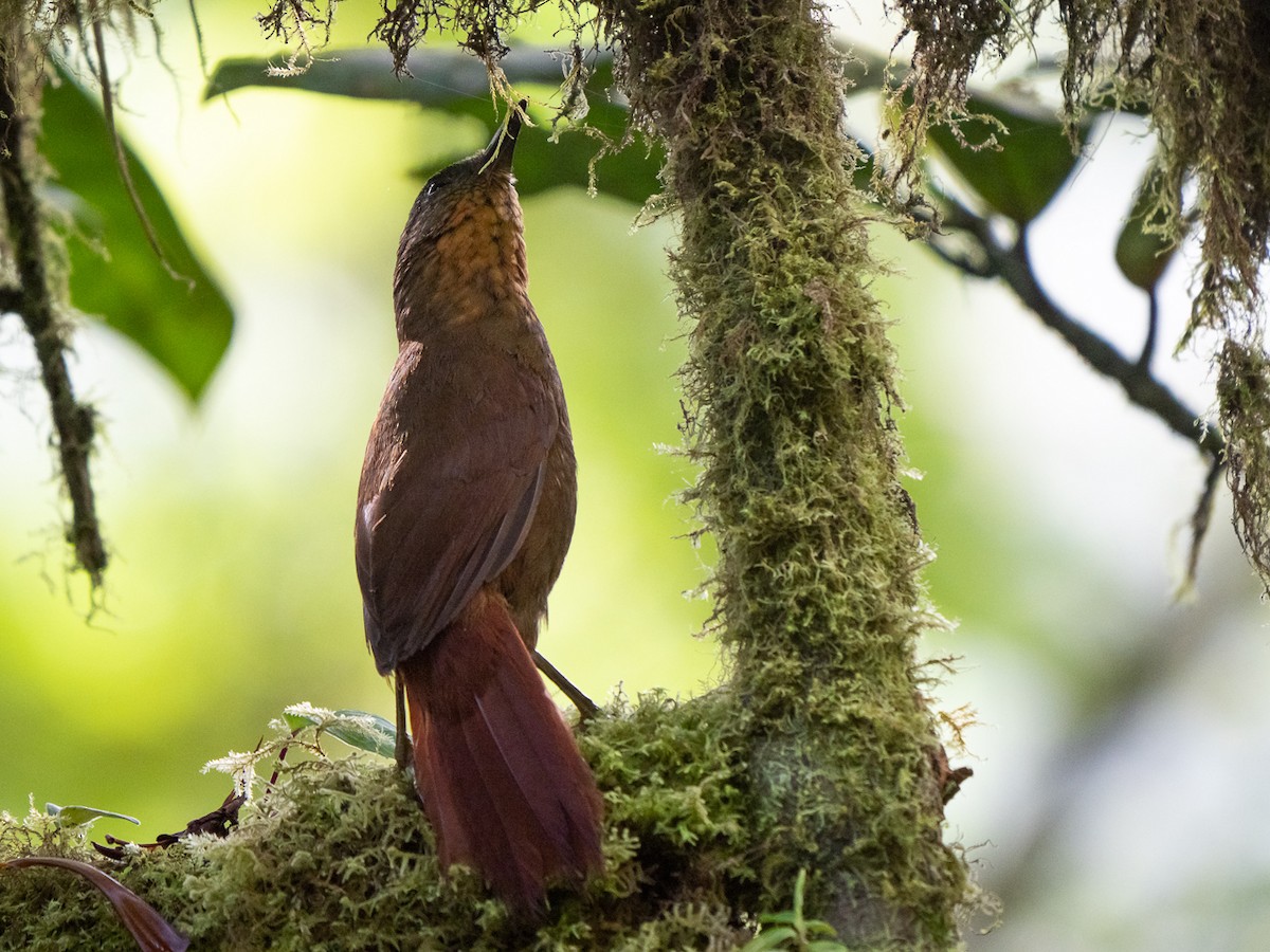 Trepamusgos Pechirrayado - ML227573561