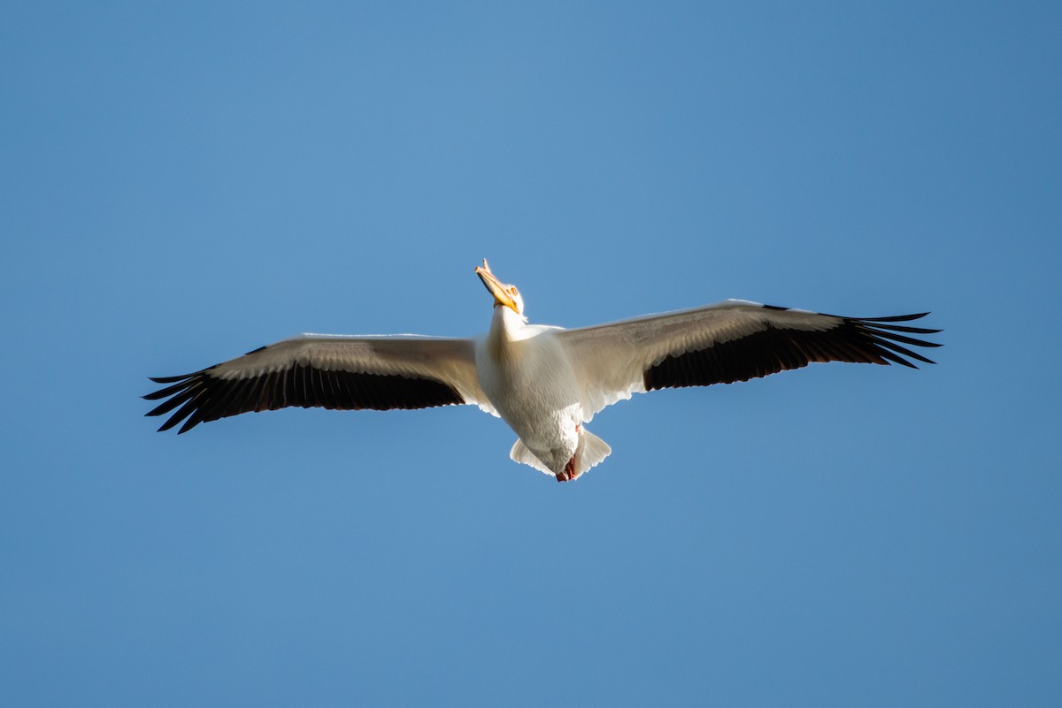 American White Pelican - Cody Limber