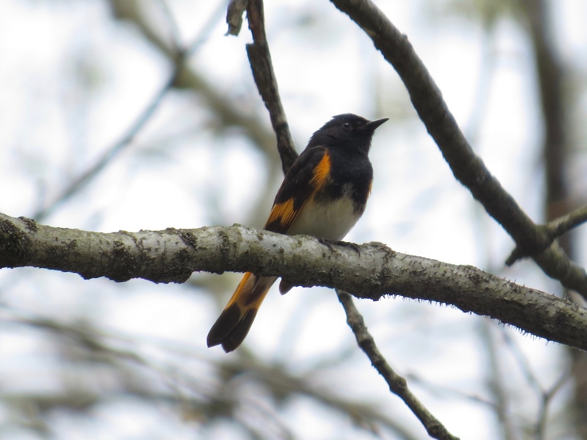 American Redstart - Wyatt Flood