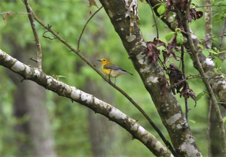 Prothonotary Warbler - ML227575351