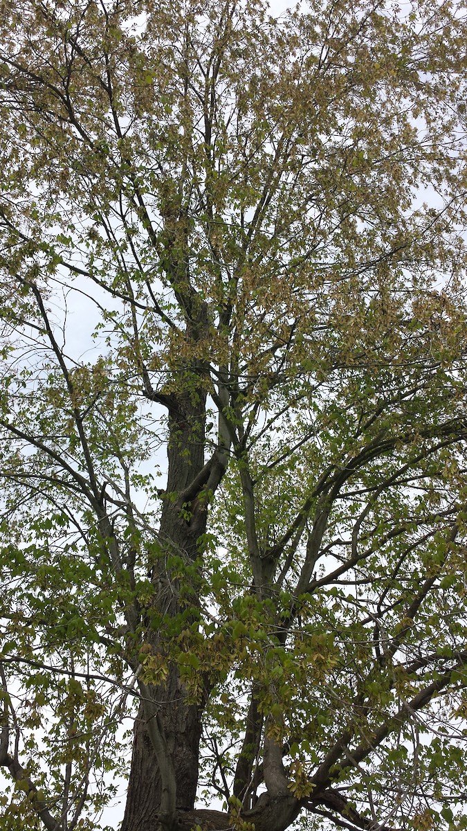 Northern Flicker - ML227575921