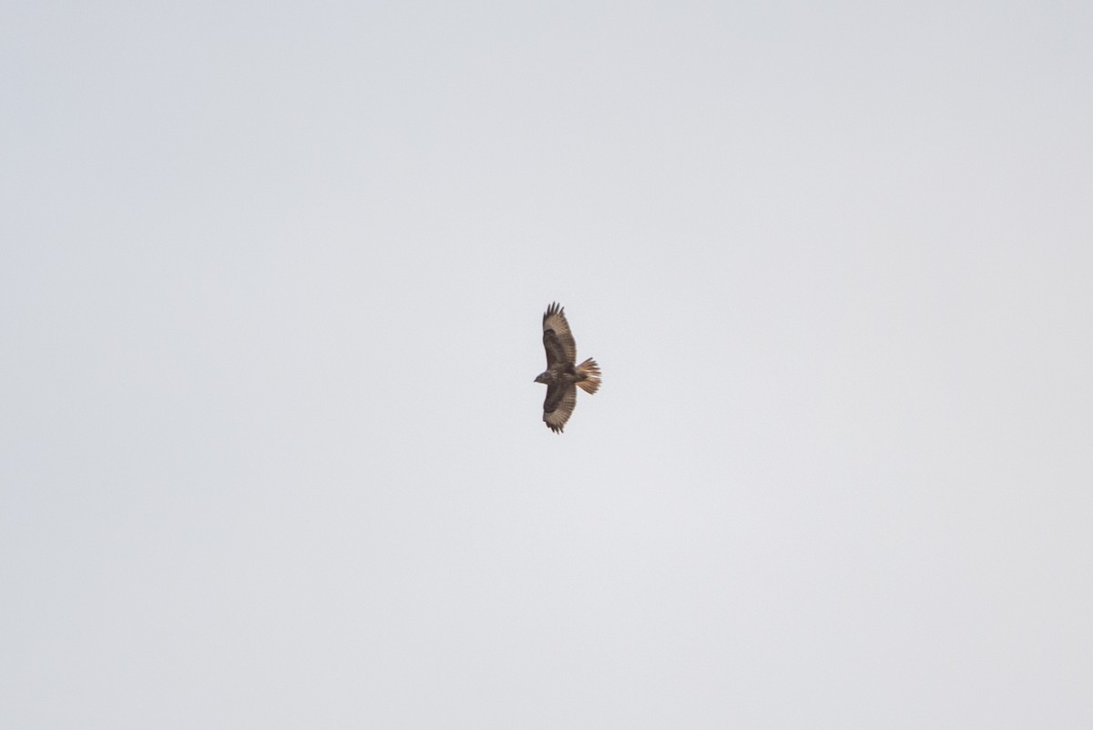 Common Buzzard - ML227576381