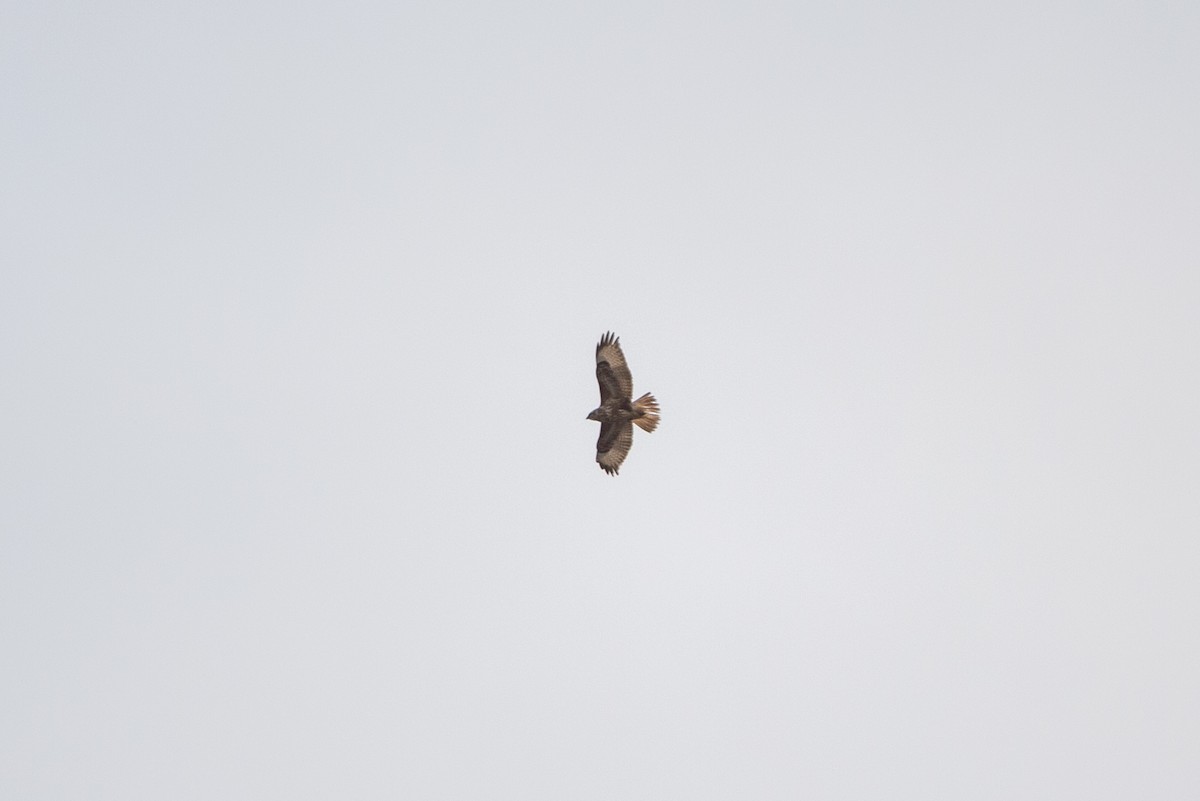 Common Buzzard - ML227576381