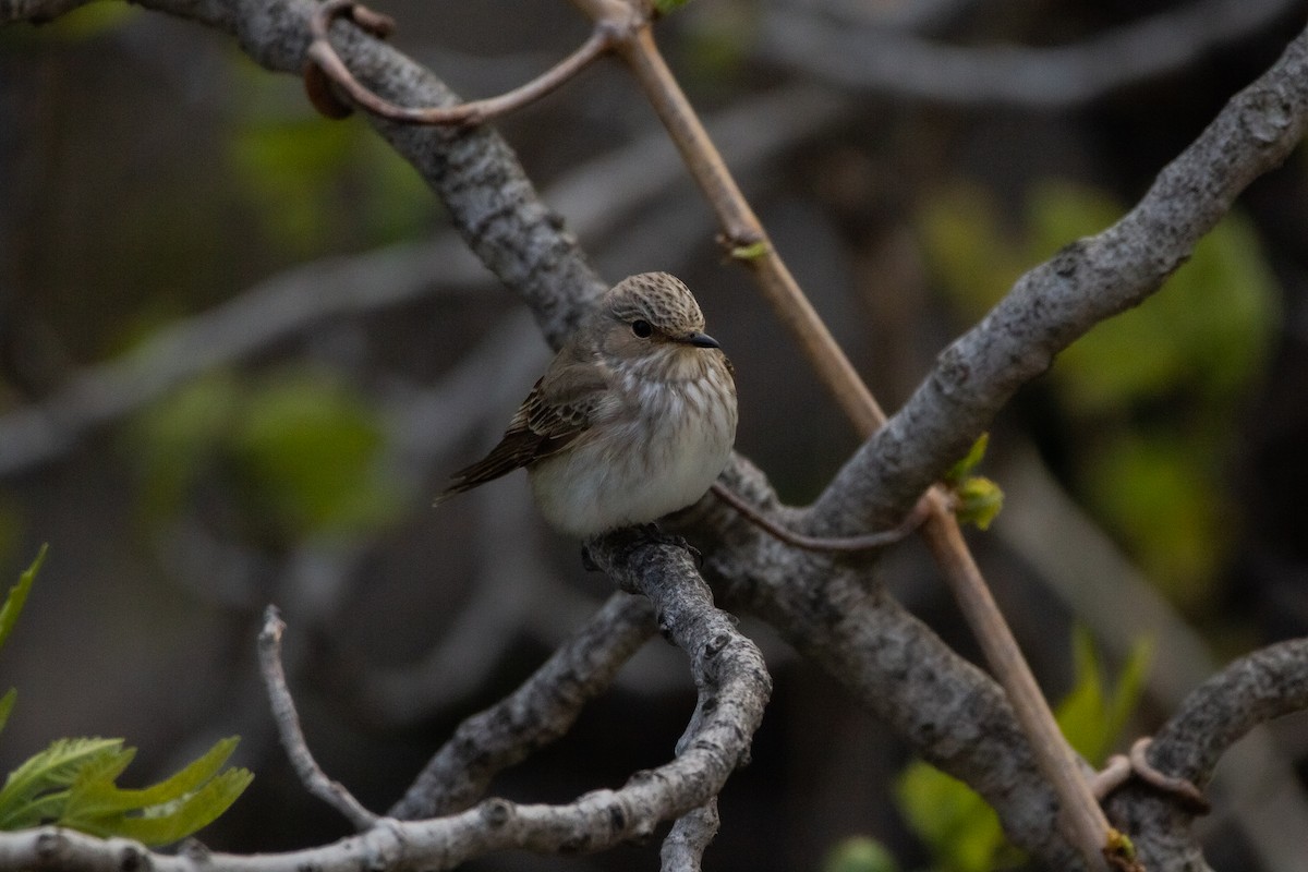 Spotted Flycatcher - ML227576781