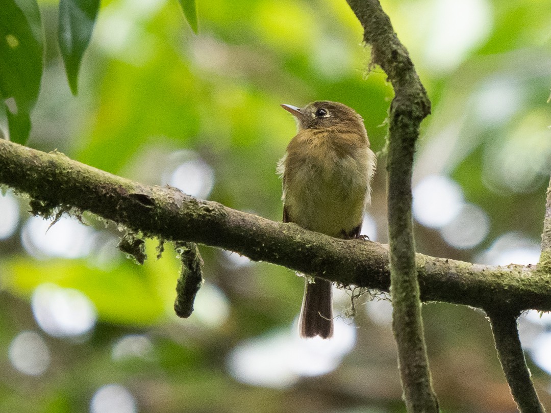 Yellowish Flycatcher - ML227576851