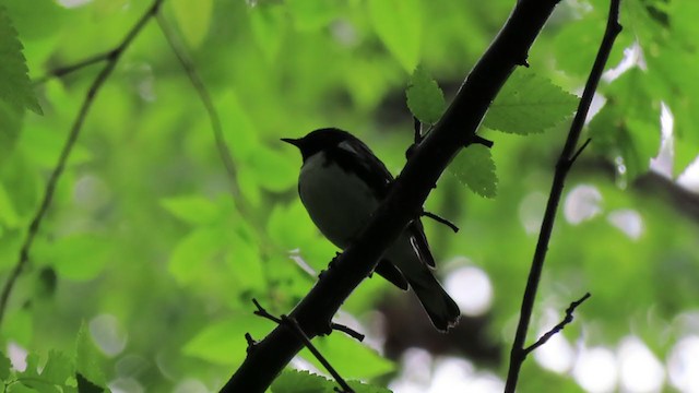 Black-throated Blue Warbler - ML227579871