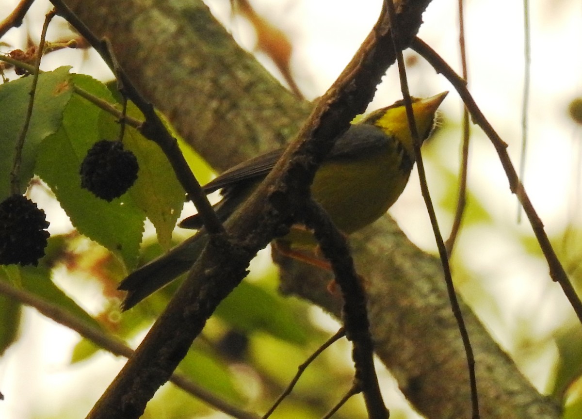 Canada Warbler - Francisco Dubón