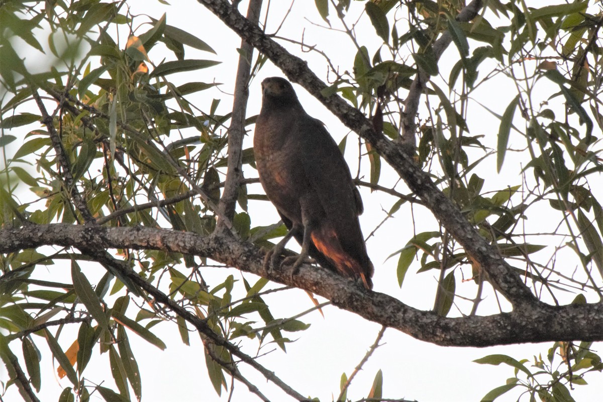 Rufous Crab Hawk - ML227583101