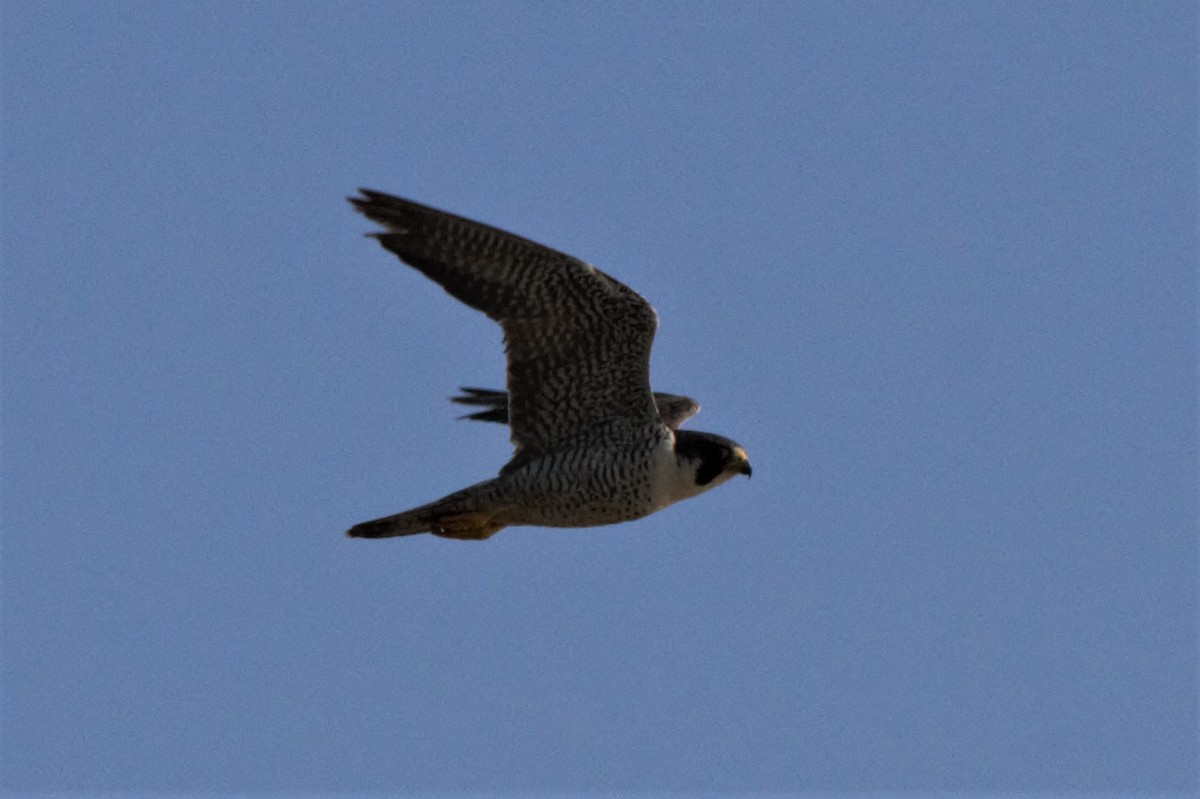 Peregrine Falcon - Fabio Olmos