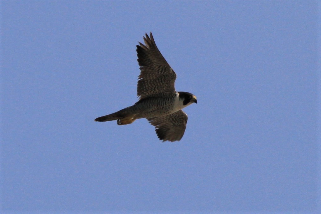 Peregrine Falcon - Fabio Olmos