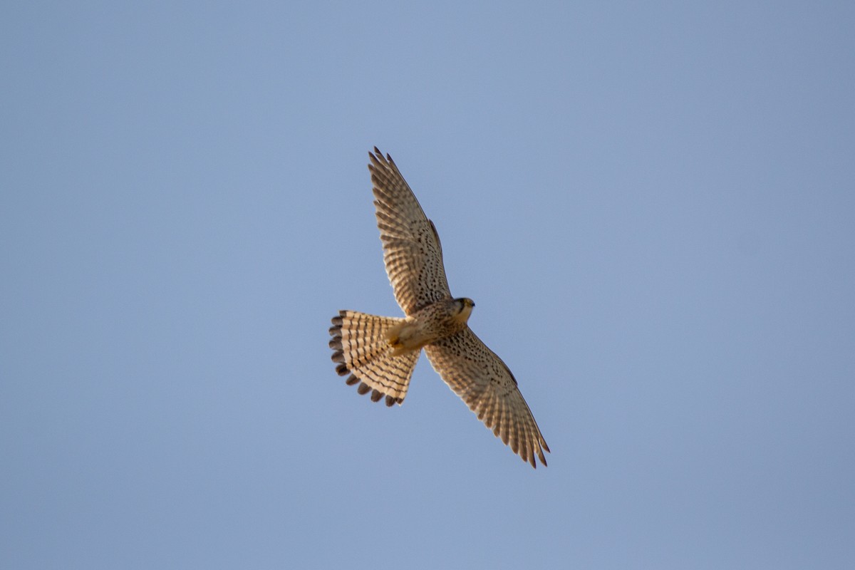 Eurasian Kestrel - ML227583301