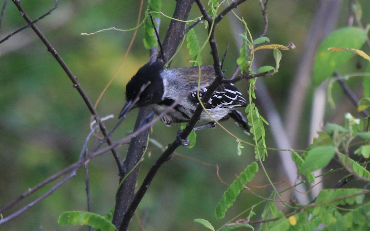 Black-crested Antshrike - ML227583311