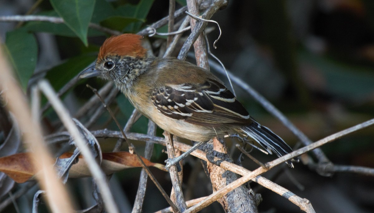 Black-crested Antshrike - Fabio Olmos