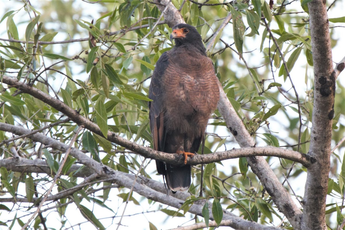 Rufous Crab Hawk - ML227583431