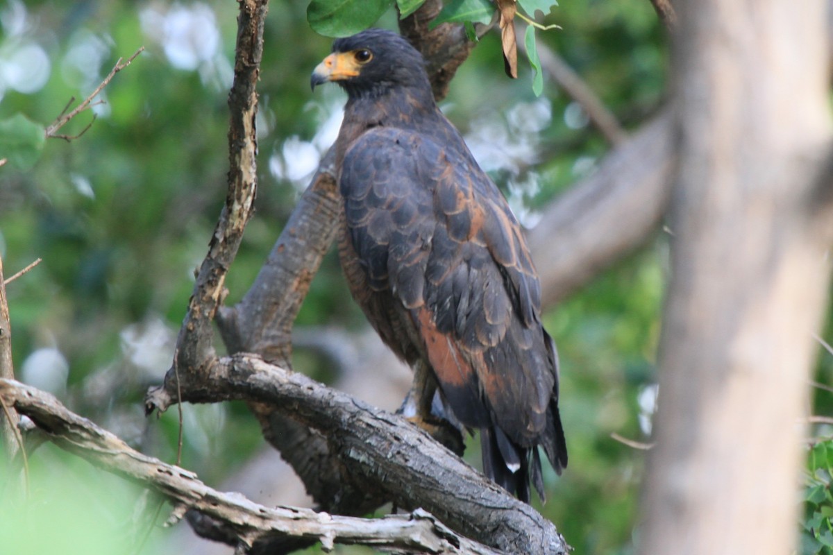 Rufous Crab Hawk - ML227583481