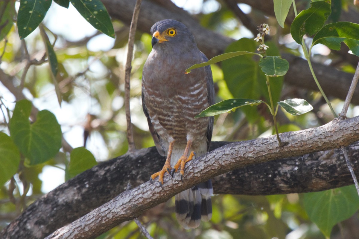 Roadside Hawk - Fabio Olmos