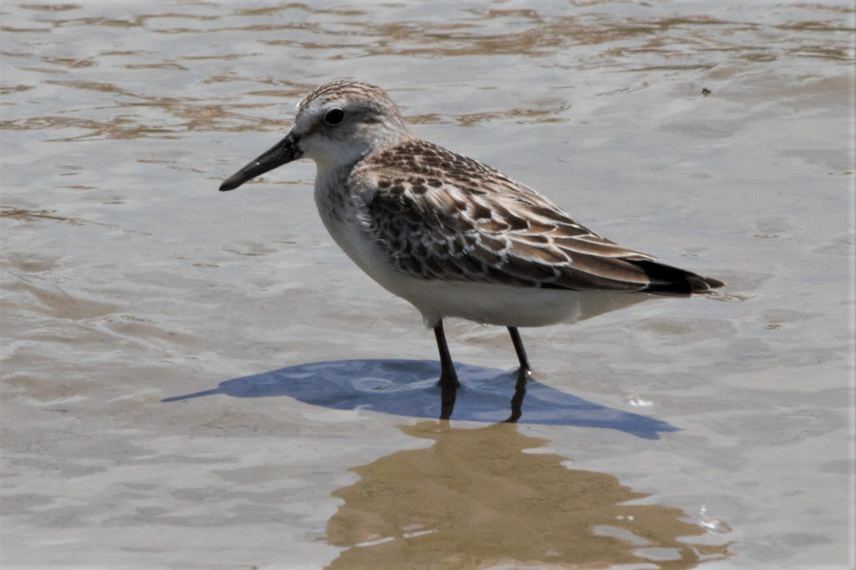 Semipalmated Sandpiper - Fabio Olmos