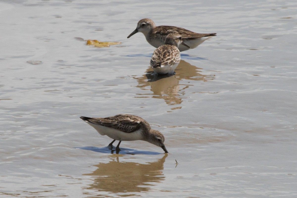 Semipalmated Sandpiper - Fabio Olmos