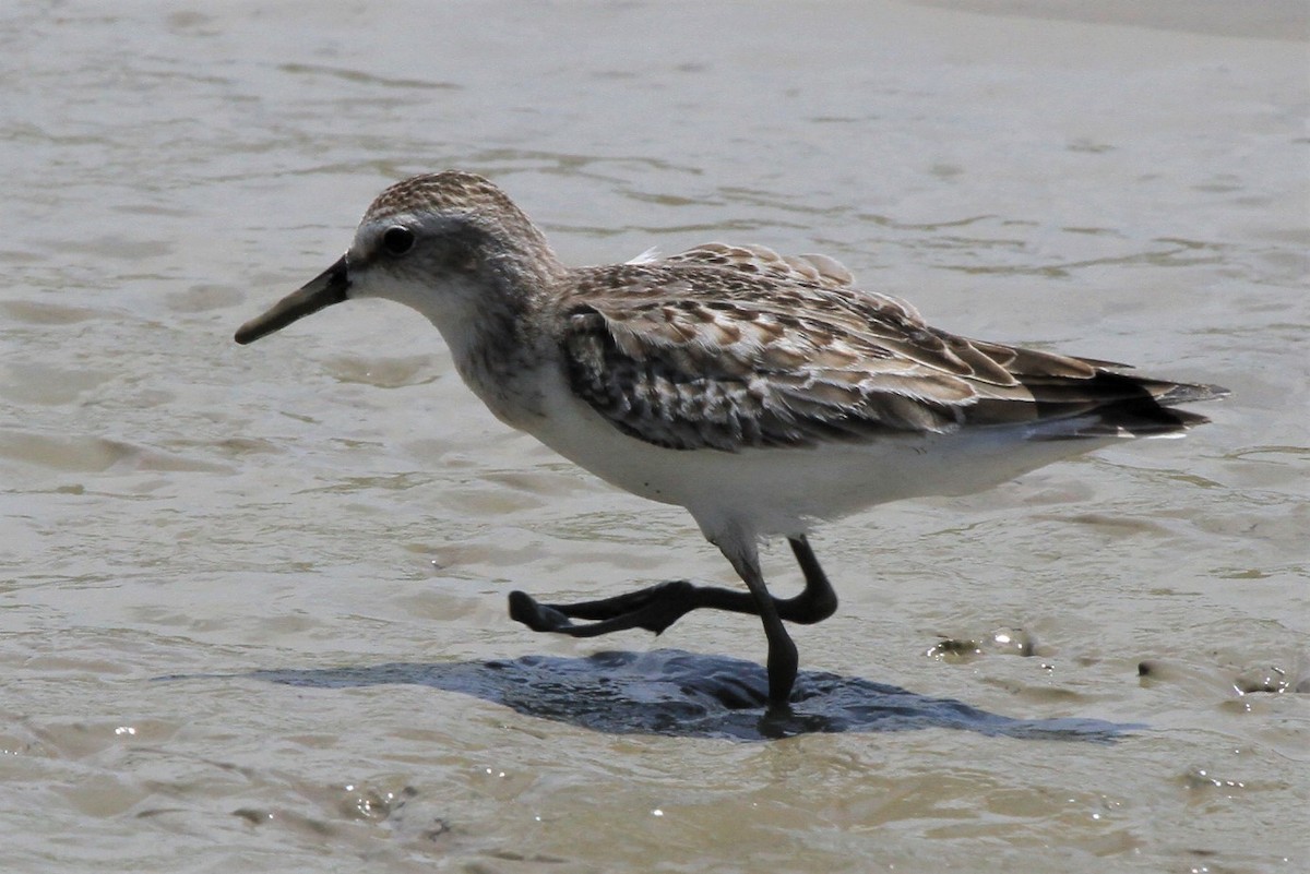 Semipalmated Sandpiper - ML227584431