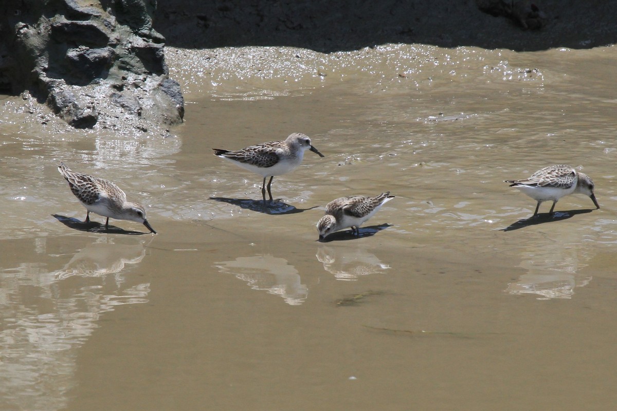 Semipalmated Sandpiper - Fabio Olmos