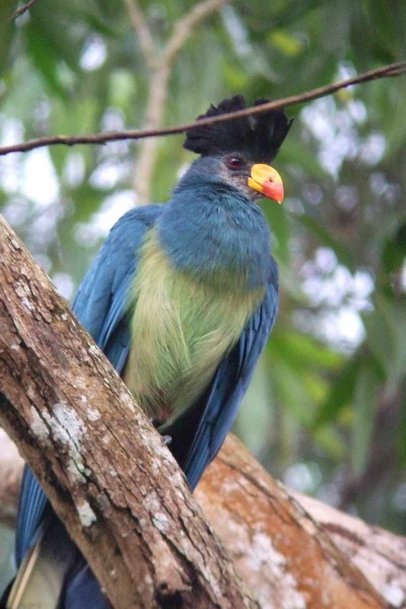 Great Blue Turaco - ML227587721