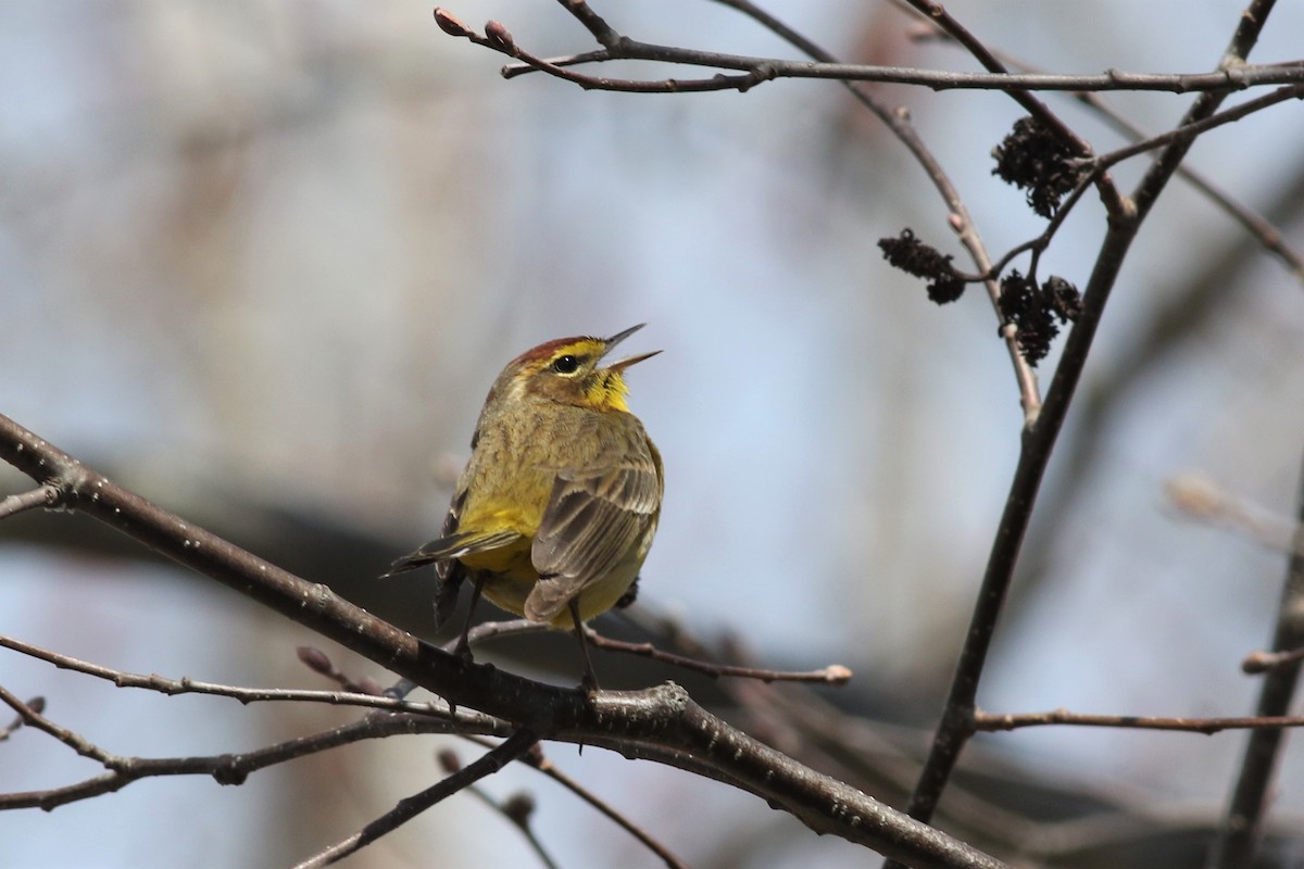 Palm Warbler (Yellow) - ML227588411