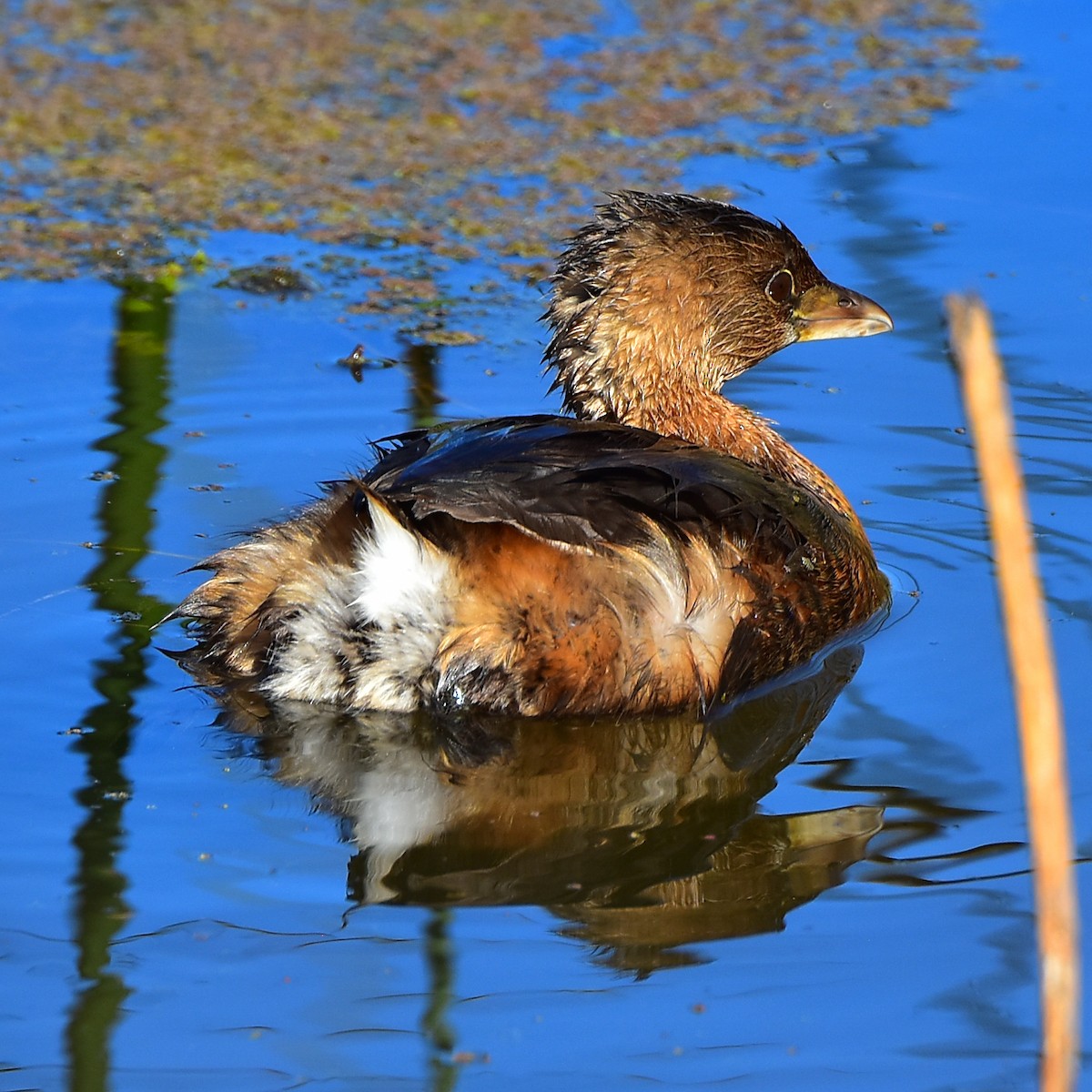 Pied-billed Grebe - ML227589561