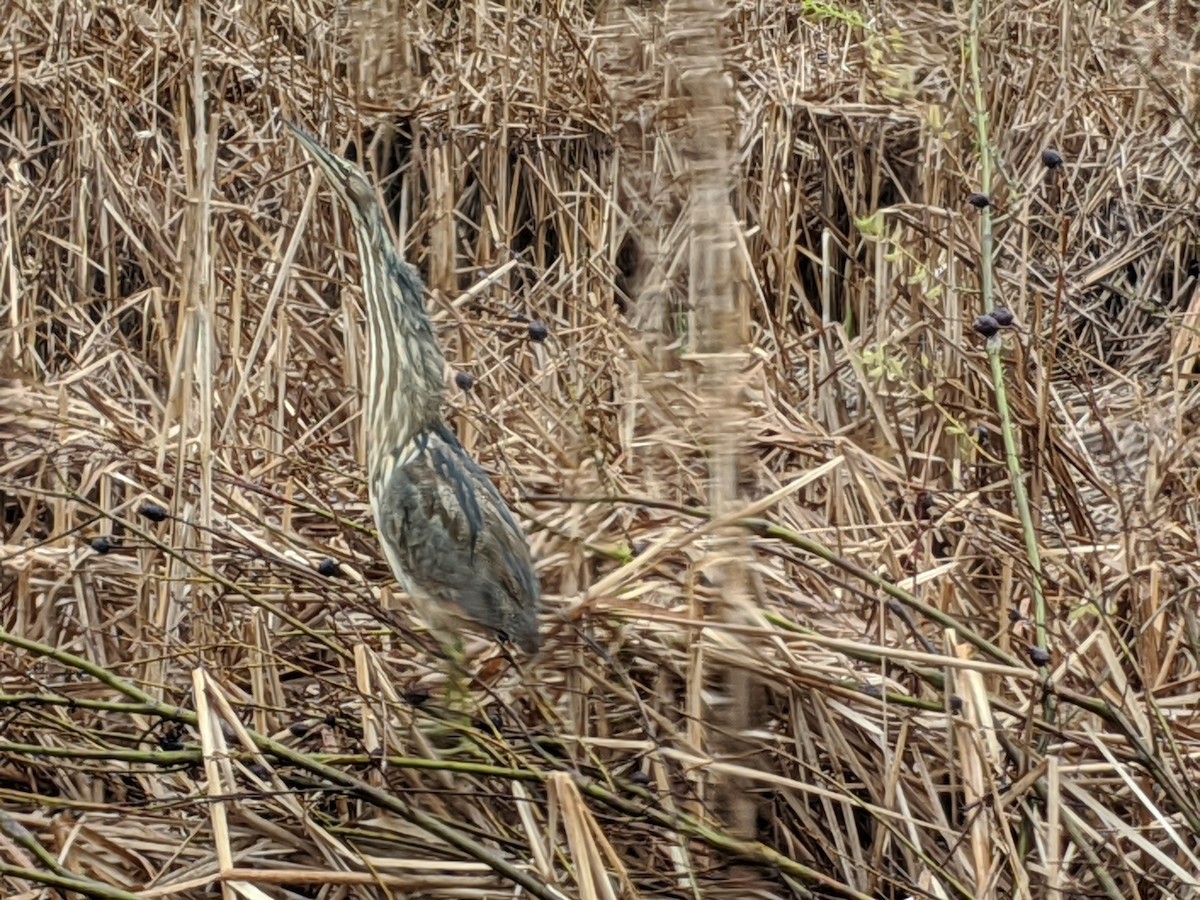 American Bittern - Colby Plante