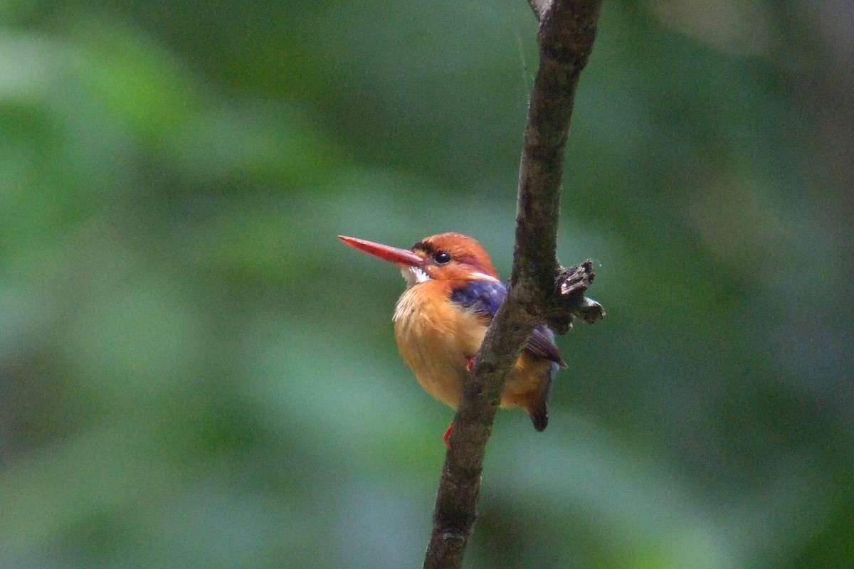 African Dwarf Kingfisher - Oscar Campbell
