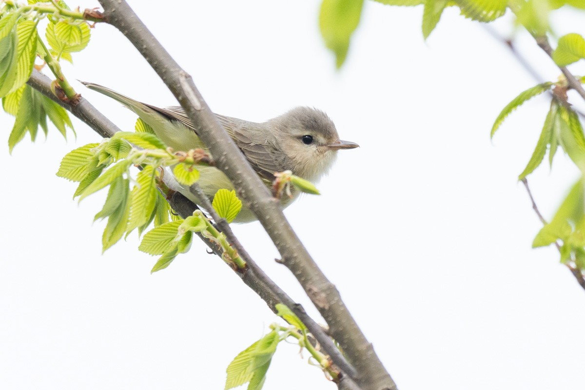 Ötücü Vireo - ML227591351