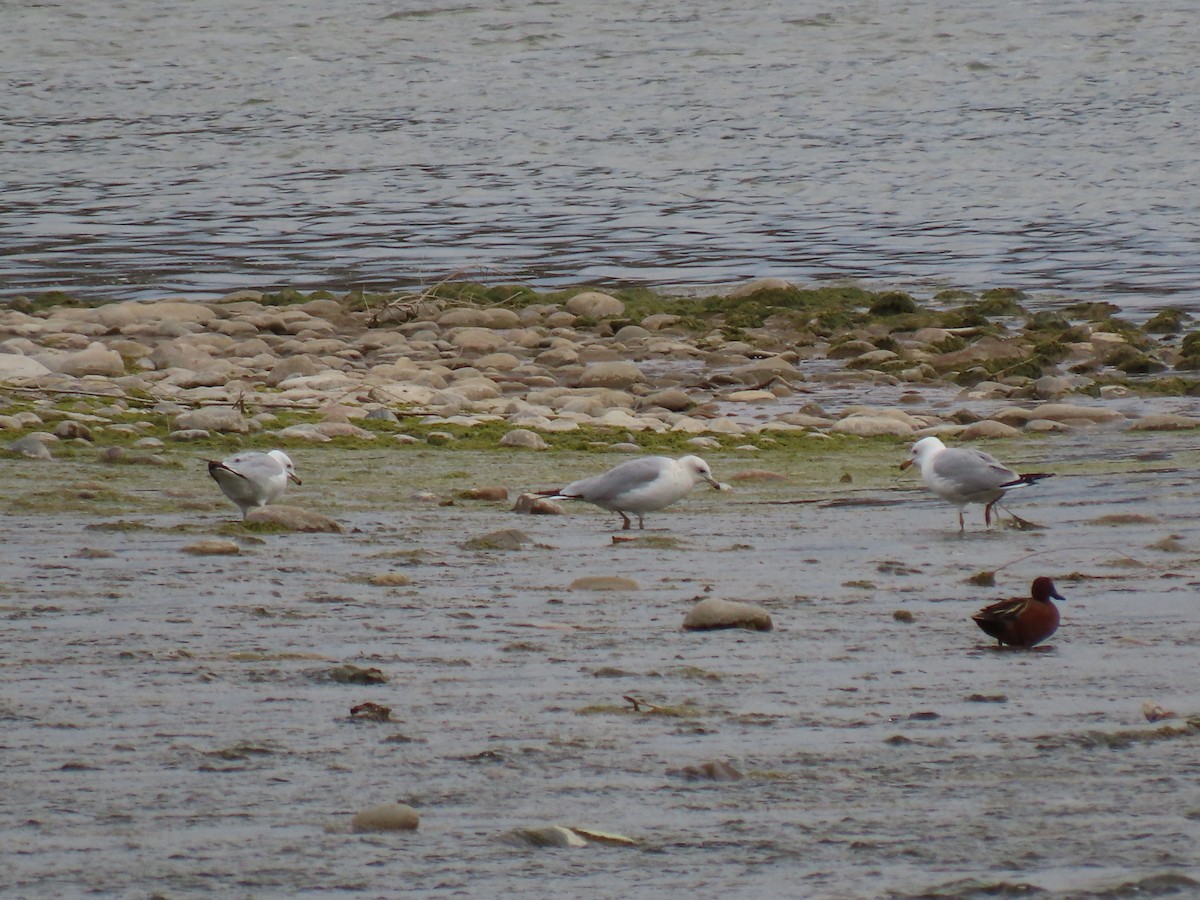 Ring-billed Gull - ML227591381