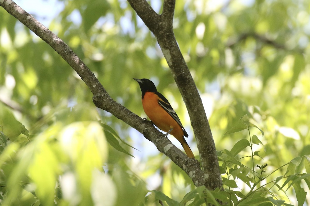 Baltimore Oriole - ML227591731