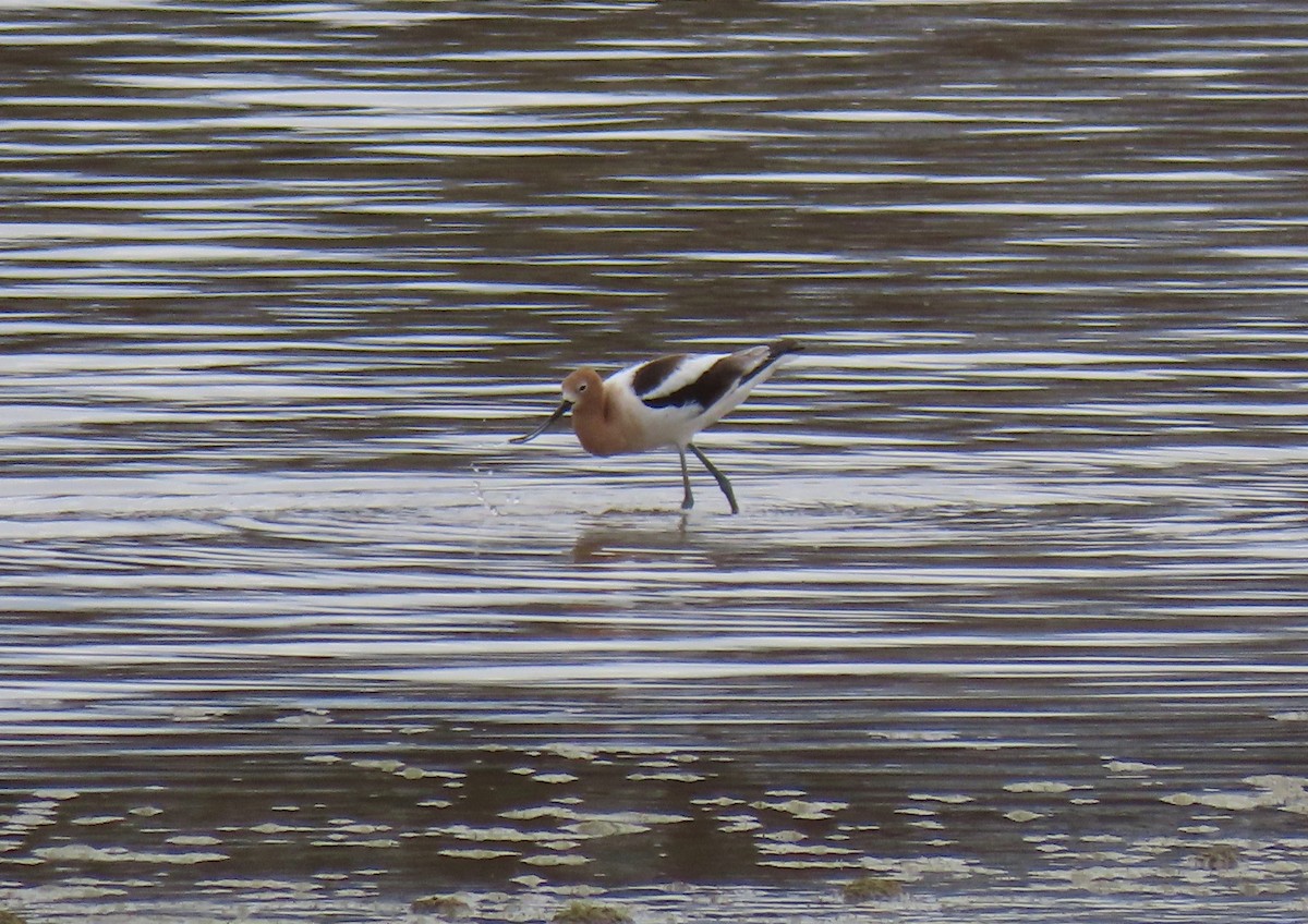 American Avocet - ML227592051