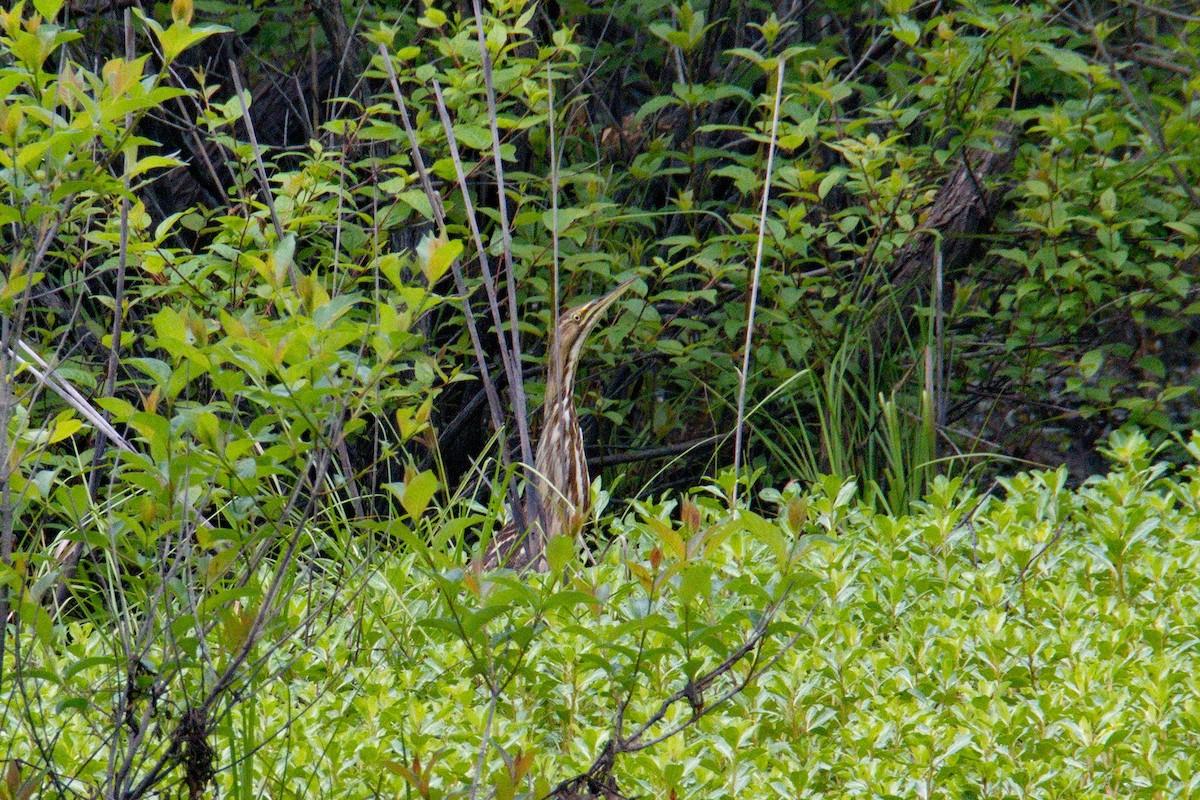 American Bittern - ML227599131