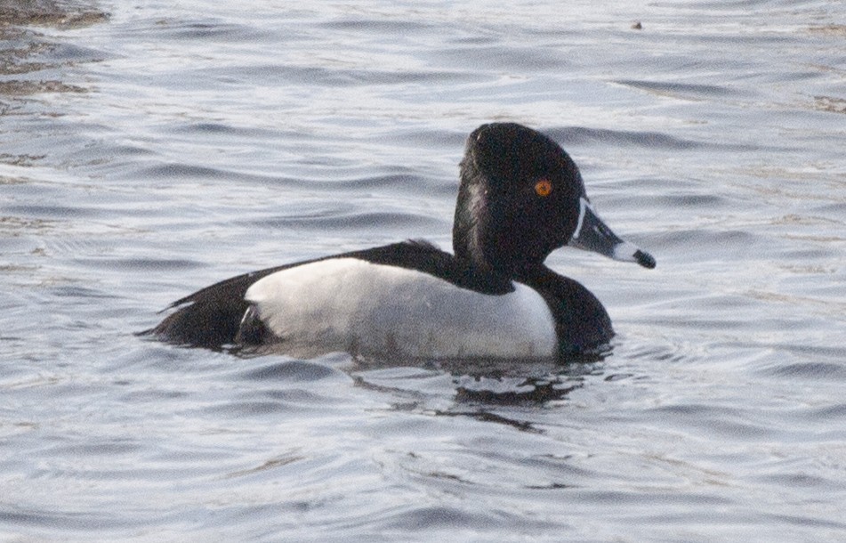 Ring-necked Duck - Diana Duffy