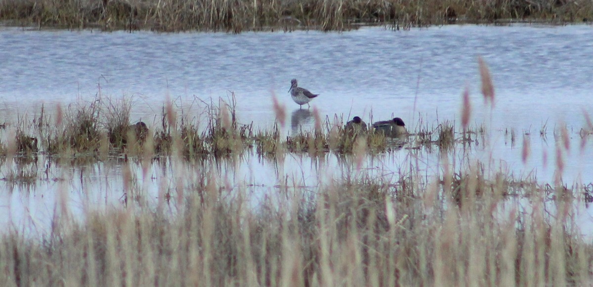 Greater Yellowlegs - Gino Ellison