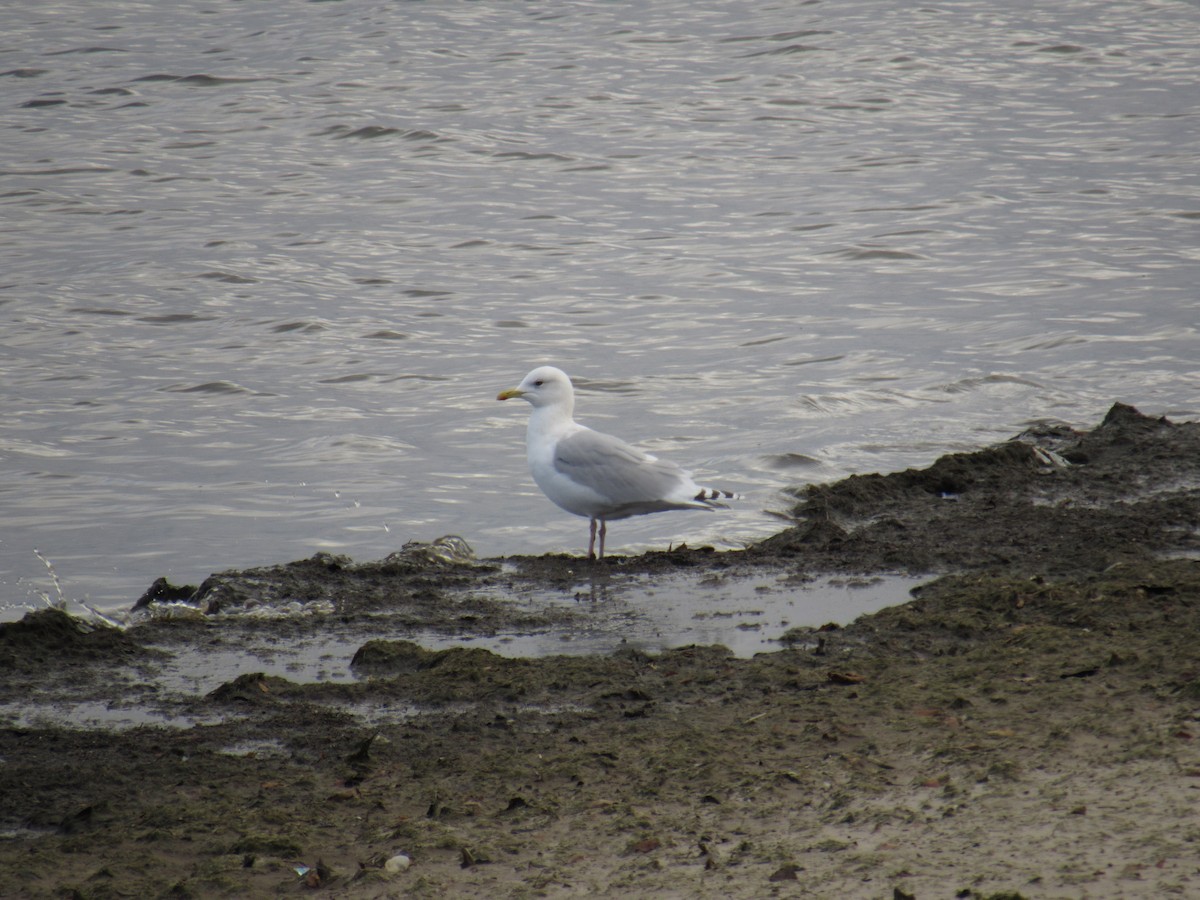 Iceland Gull (kumlieni/glaucoides) - ML22760141