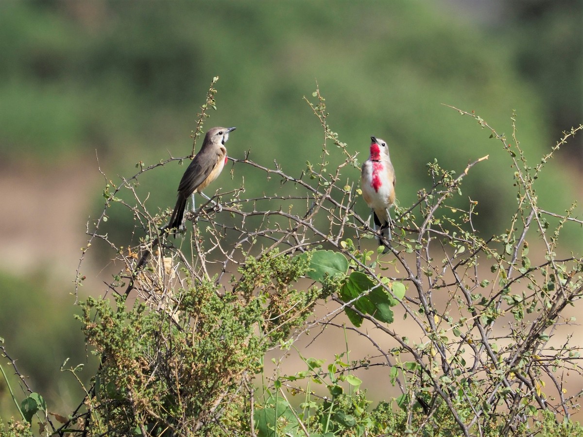 Rosy-patched Bushshrike - Matthias Kestenholz