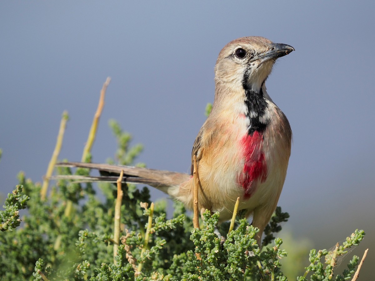 Rosy-patched Bushshrike - Matthias Kestenholz