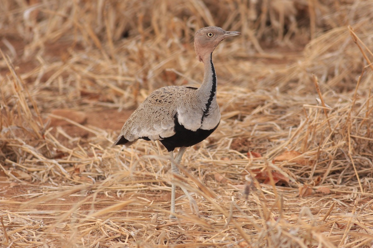 Buff-crested Bustard - ML227604851