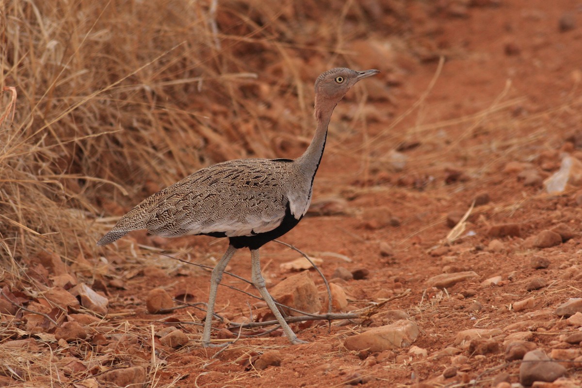 Buff-crested Bustard - ML227604921