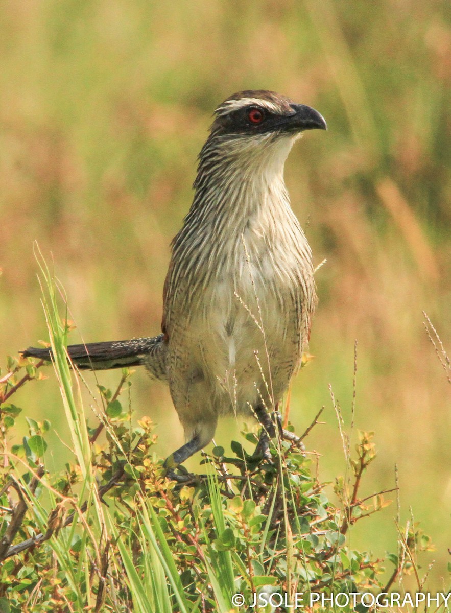 White-browed Coucal - ML227605851