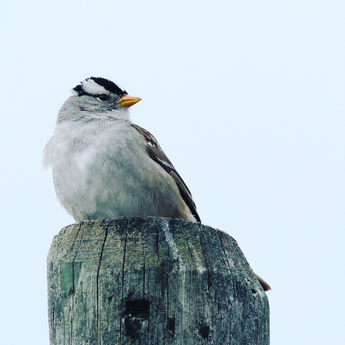 White-crowned Sparrow - ML227606691
