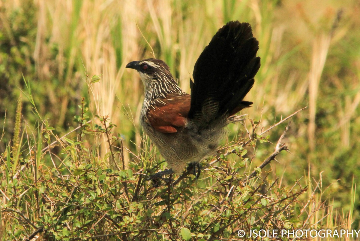 White-browed Coucal - ML227607851