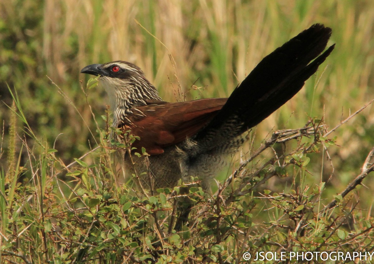White-browed Coucal - ML227607871