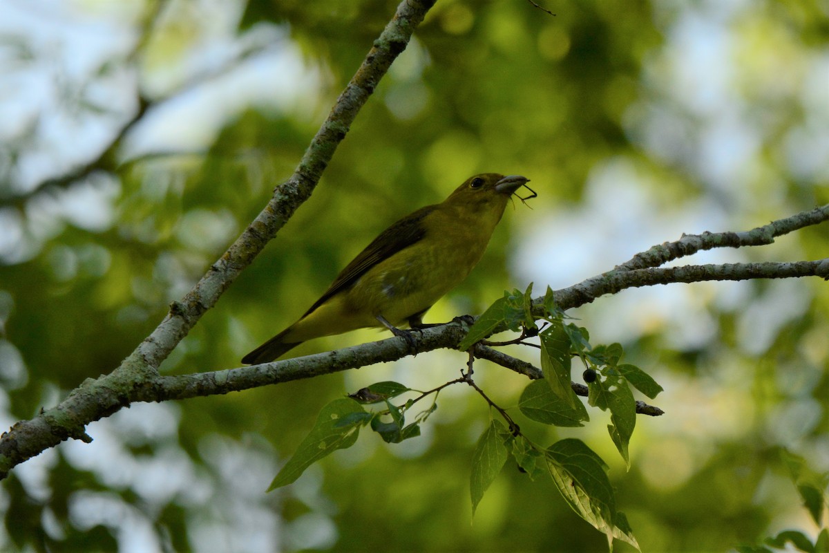 Scarlet Tanager - ML227609091