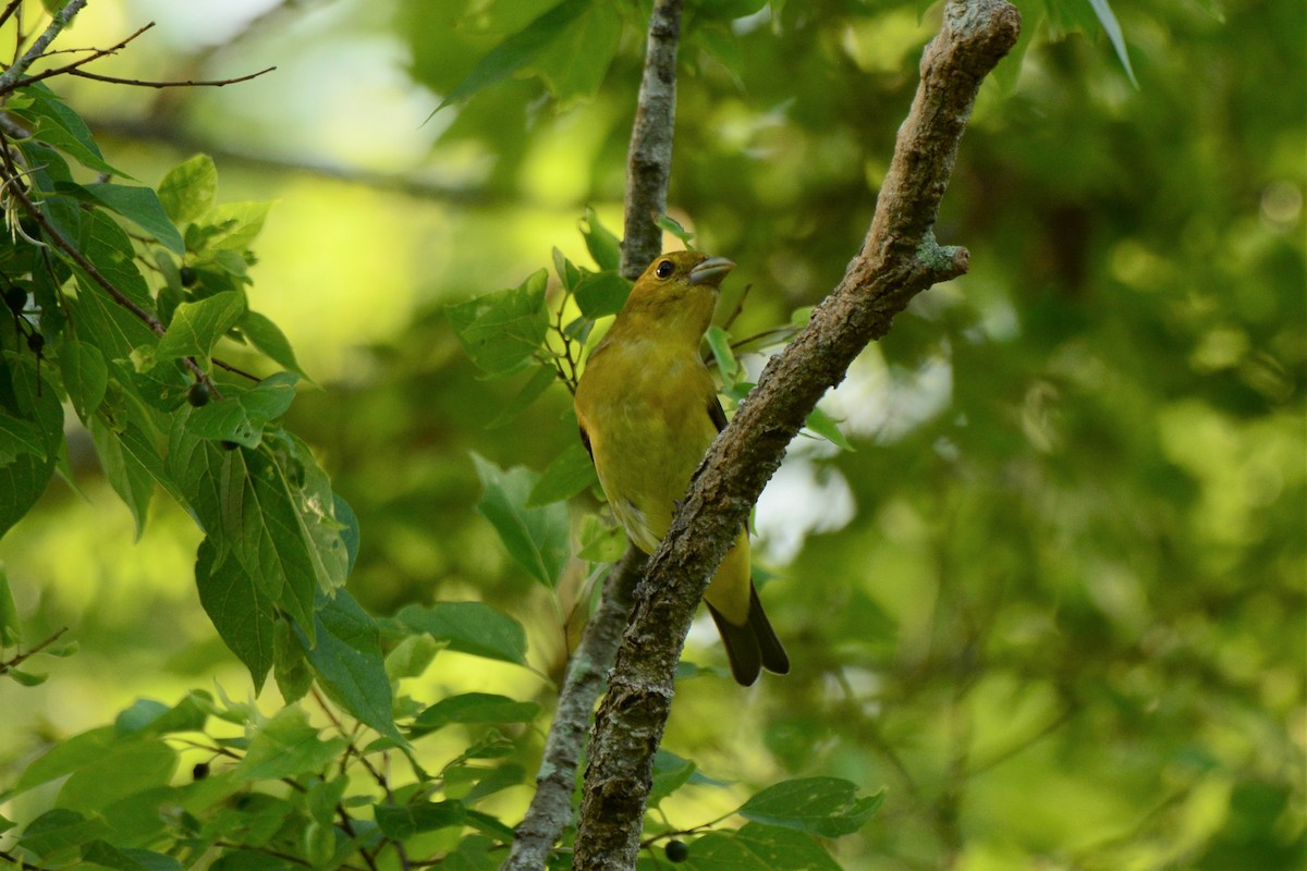 Scarlet Tanager - ML227609251