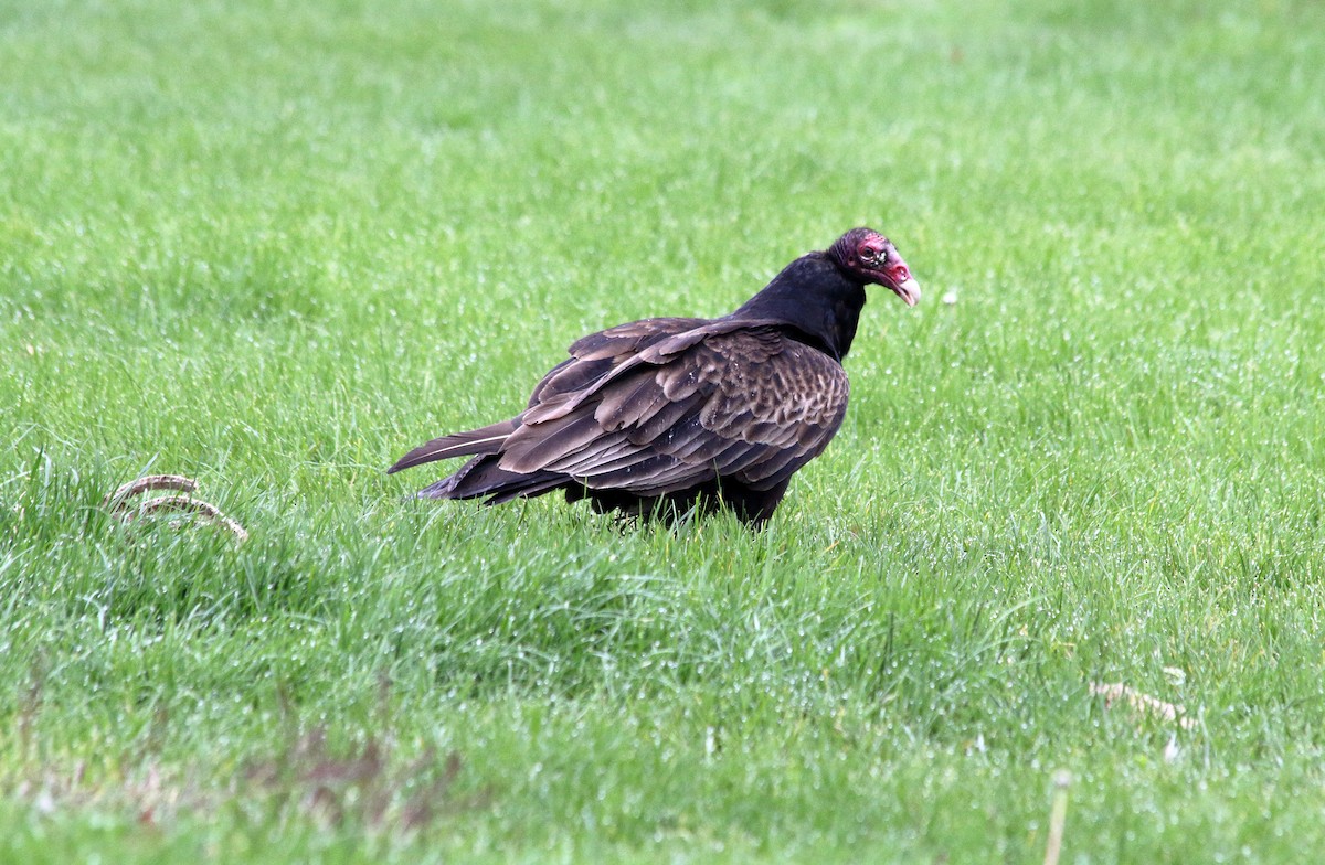 kondor krocanovitý (ssp. aura/septentrionalis) - ML227611031